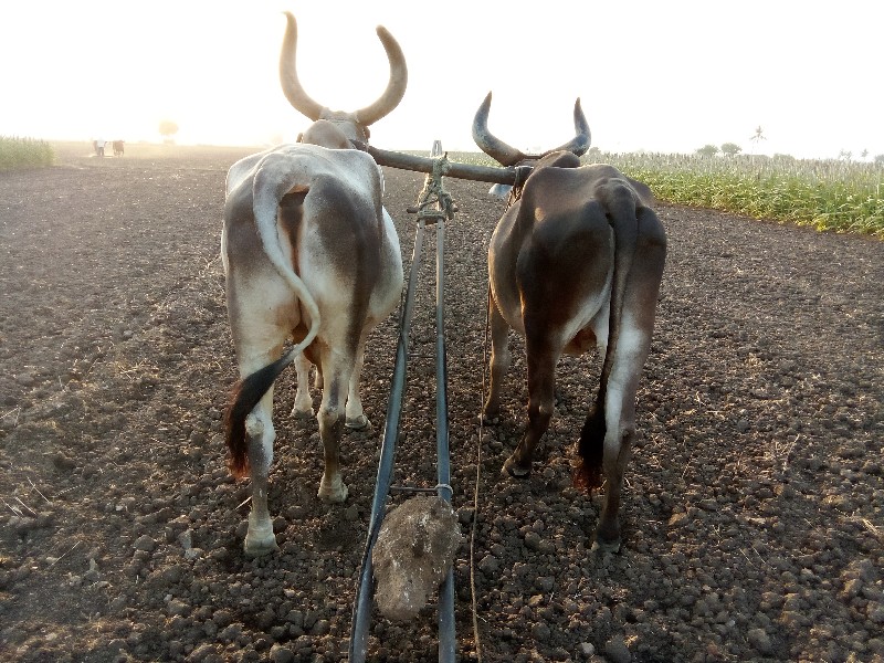 બળદ વેચવાના છે