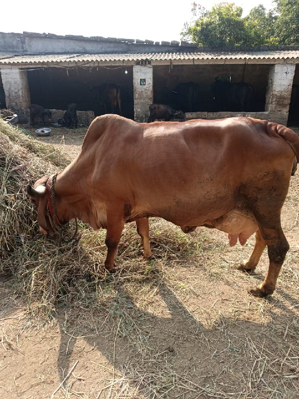 ગીર ગાય વેચવાની...