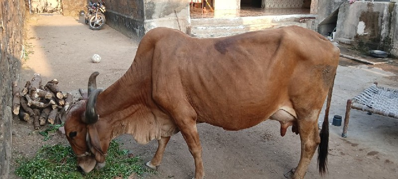 ગાય વેચવાની સે