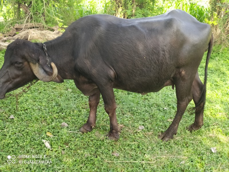 उसाई लम्बाई सार...