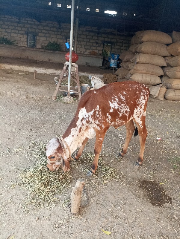 વાસડી વેસવાનીસે...