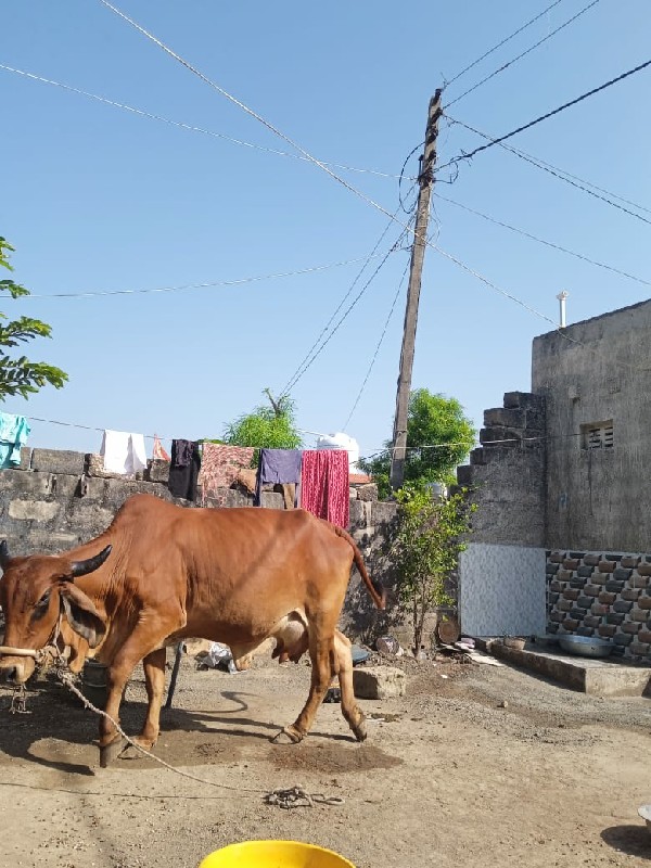 હોડકી વેચવાની...