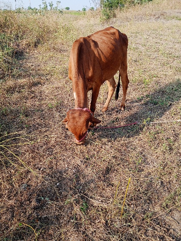 હોડકી વેચવાની છ...