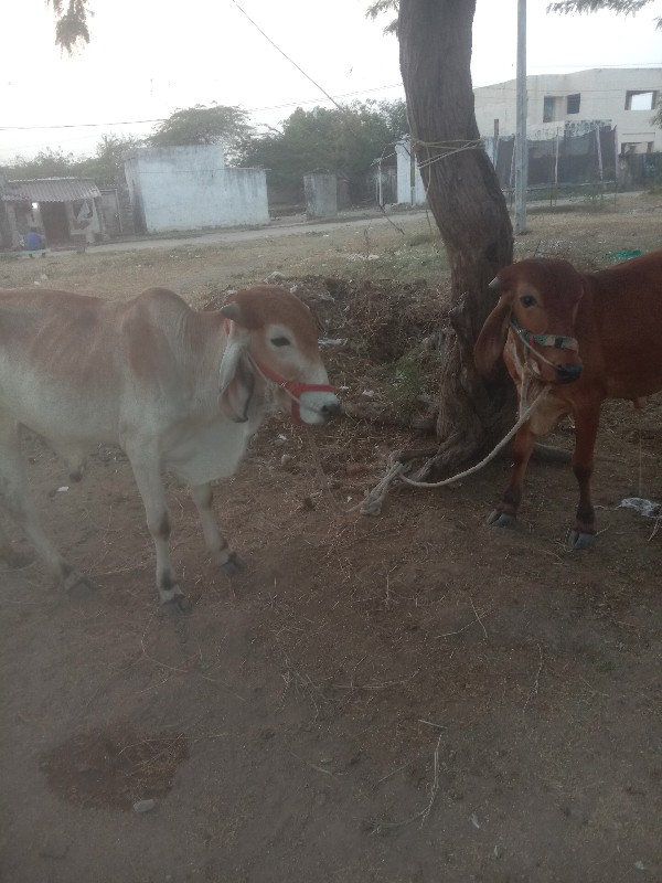 ગોઢલા વેચવાના છ...