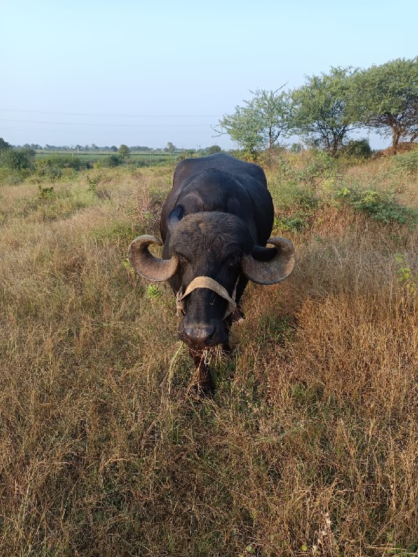 ભેશ વેશવાની છે