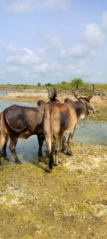 બળદ વેચવાના છે