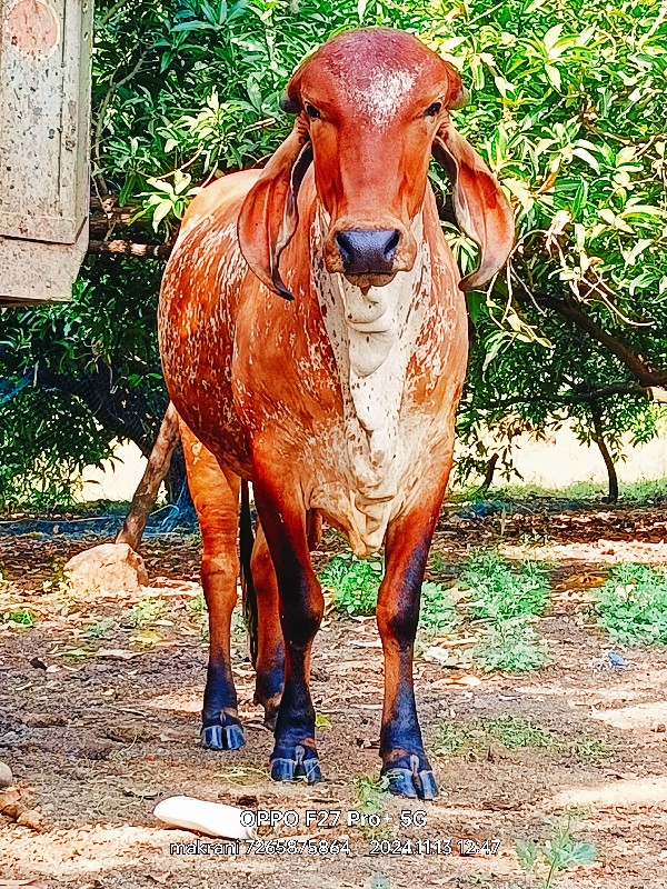 બે ગીર હોડકી વે...