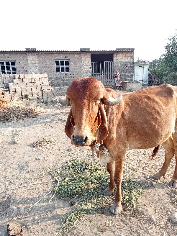 ગાય વેચવાની છે