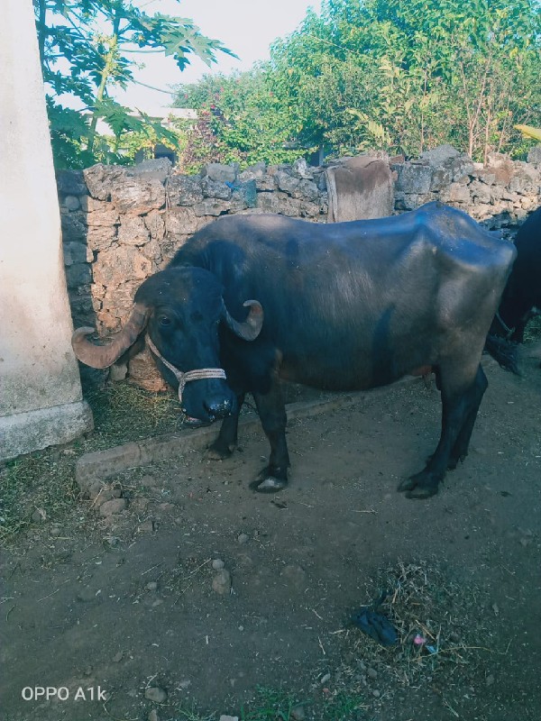 ભેંસ વેચવા ની છ...