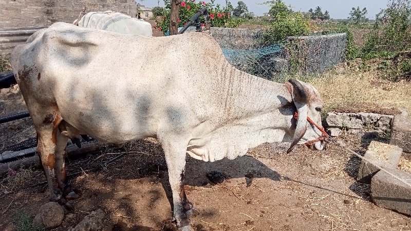 ખડેલુ, ગાય, વાસ...