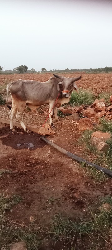 વેચવાનું છે