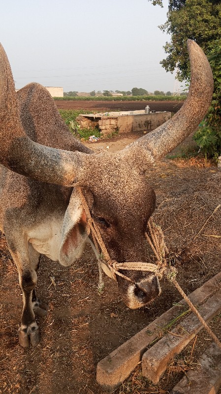 બળદ