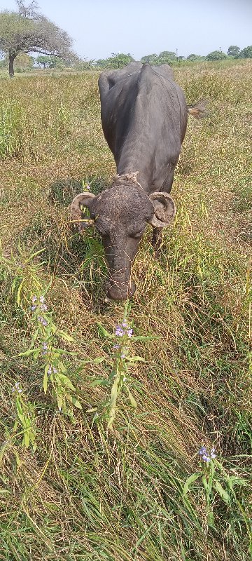 ખઢેલી વેસવનીશે