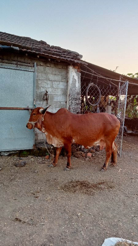 ગાય વહેંચવાની છ...