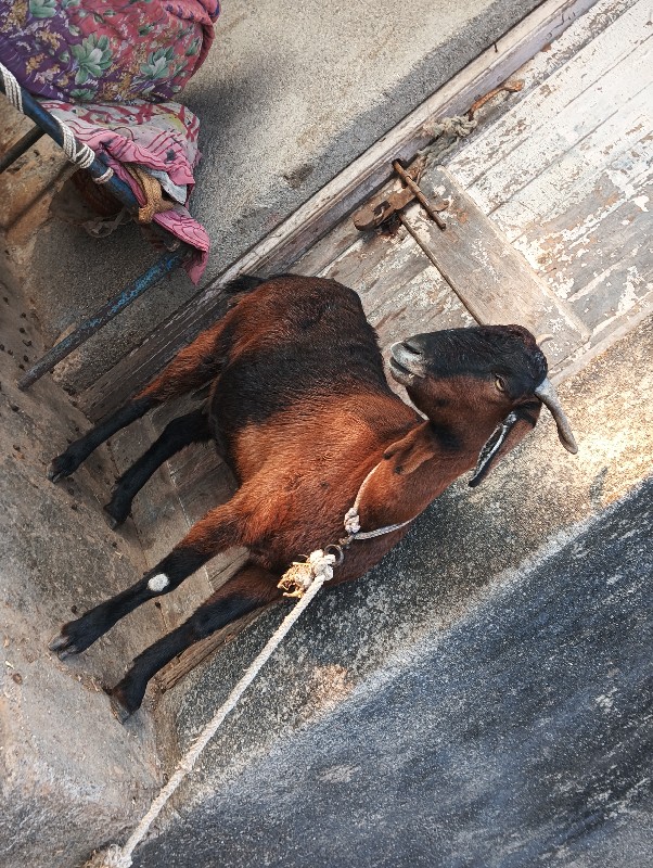 Bakra basavana...