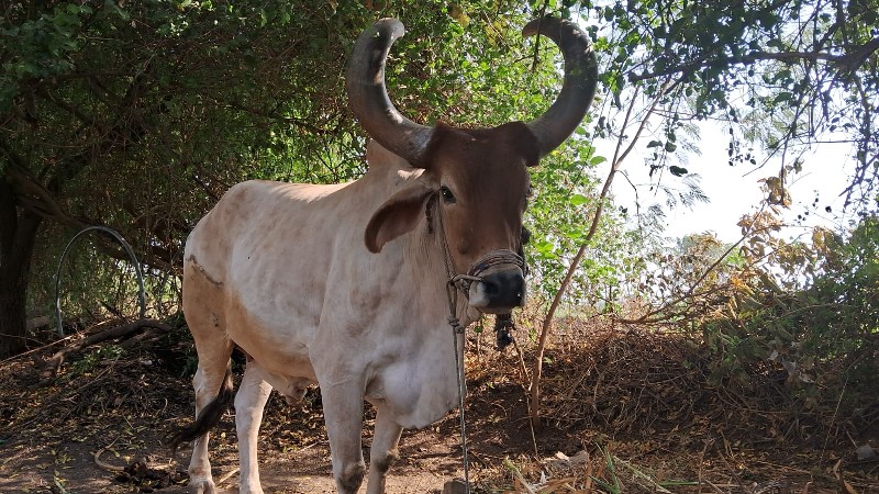 બરદ વેચવાનો છે