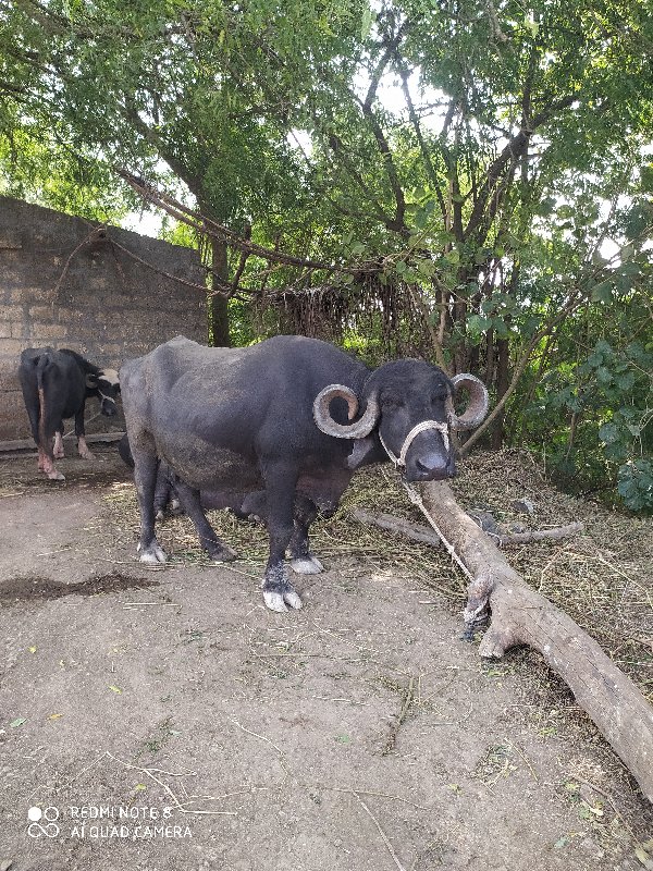 વેચવાની છે