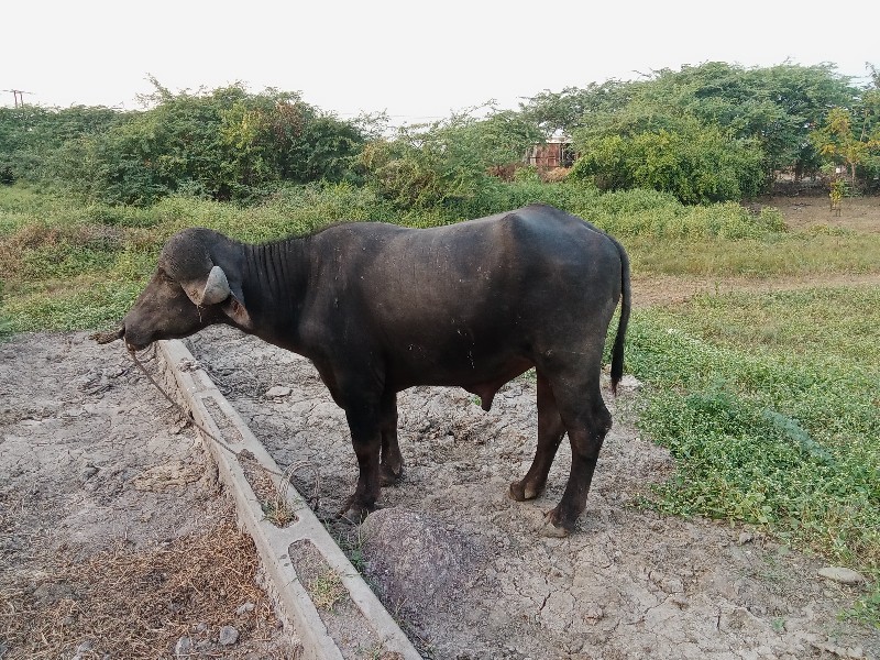 પાડો વેચવાનો છે