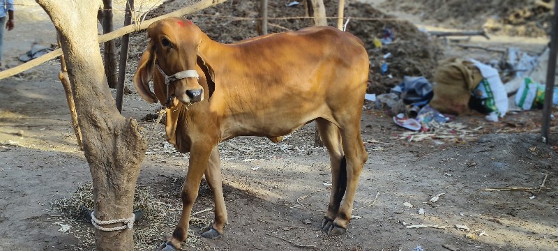 ગીર ગાય