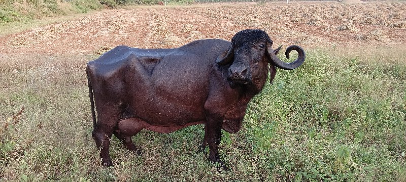 ભેંશ વેચવાની છે