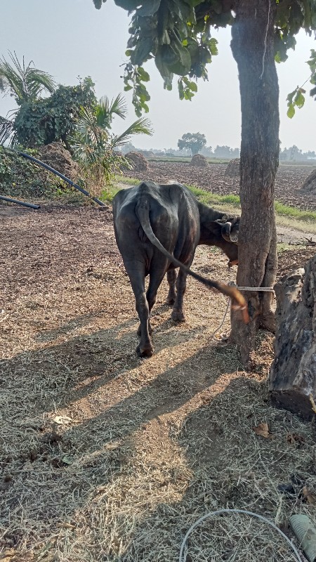 ભેંસ વેચવાની છે