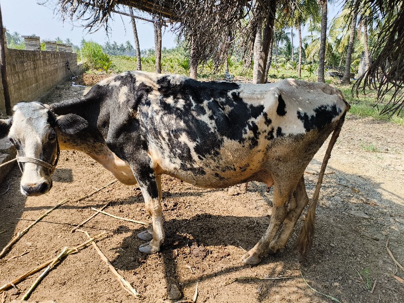 H.F. ગાય વેચવાન...