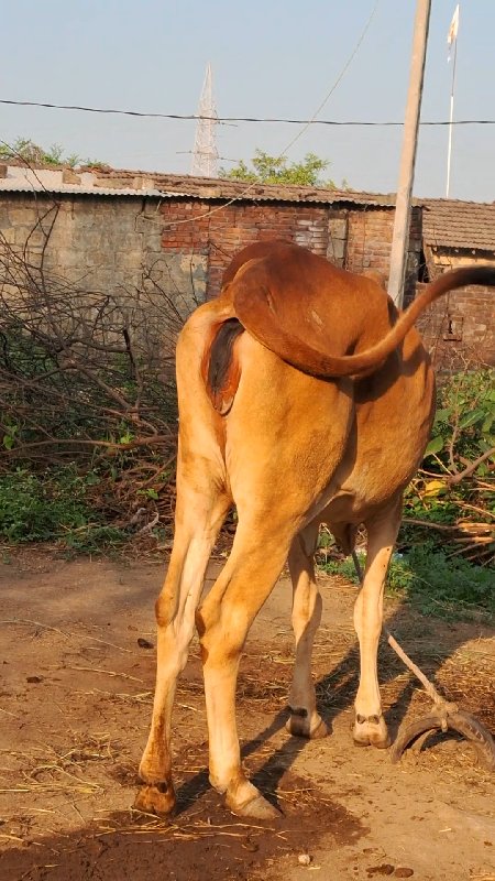 હોડકી વેચવાની છ...