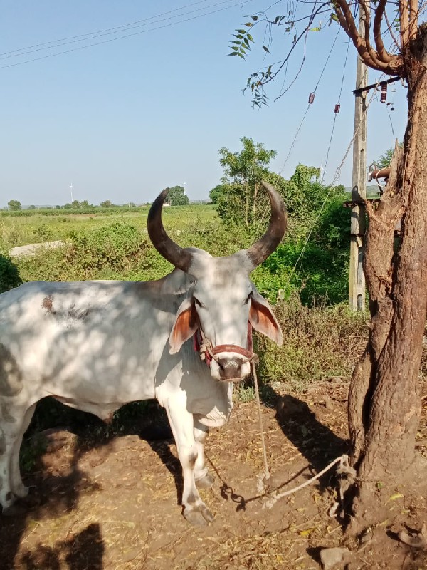 બળદ વહેંચવા ના...