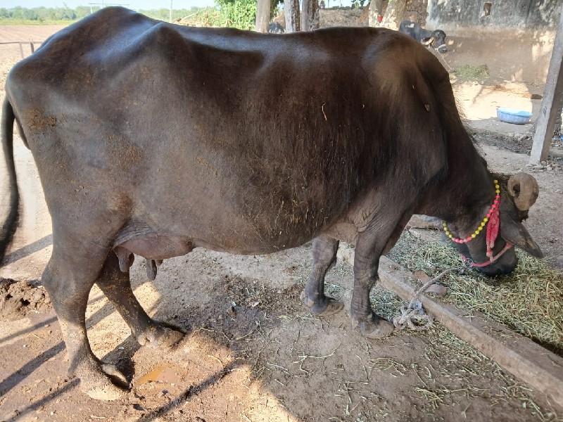 બે ભેસુ  વેચવાન...