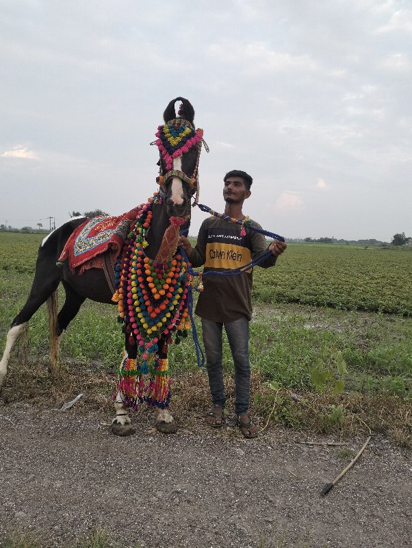 ઘોડી વેચવા ની સ...