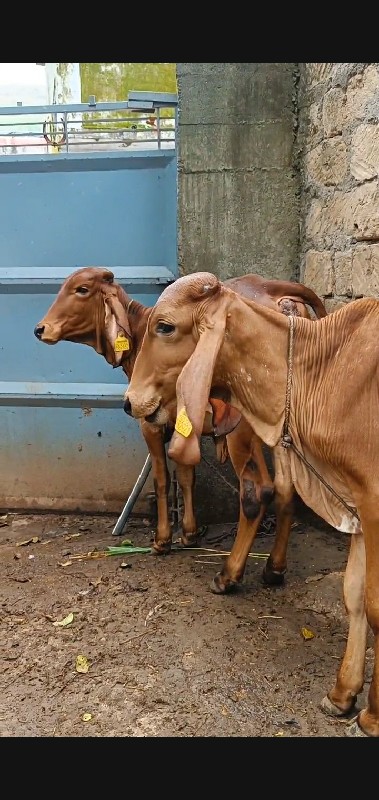 ગાય વેચવાની છે