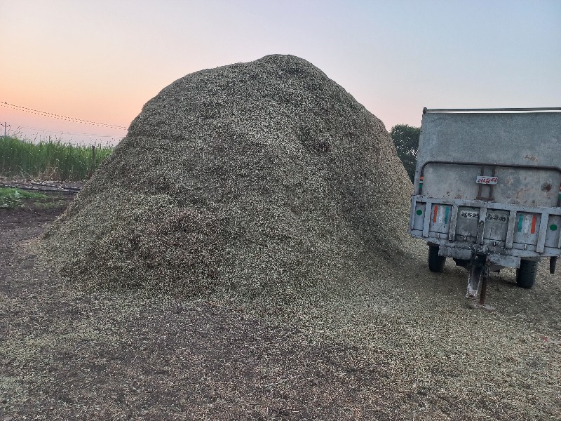 પાલો વેસવાનો છે...