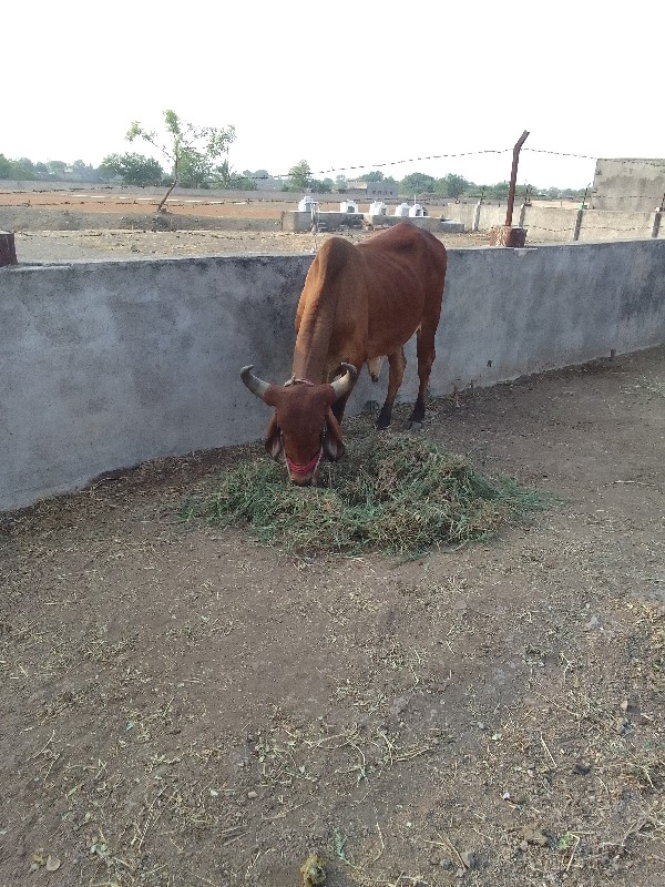 બળદ વેચવાના છે