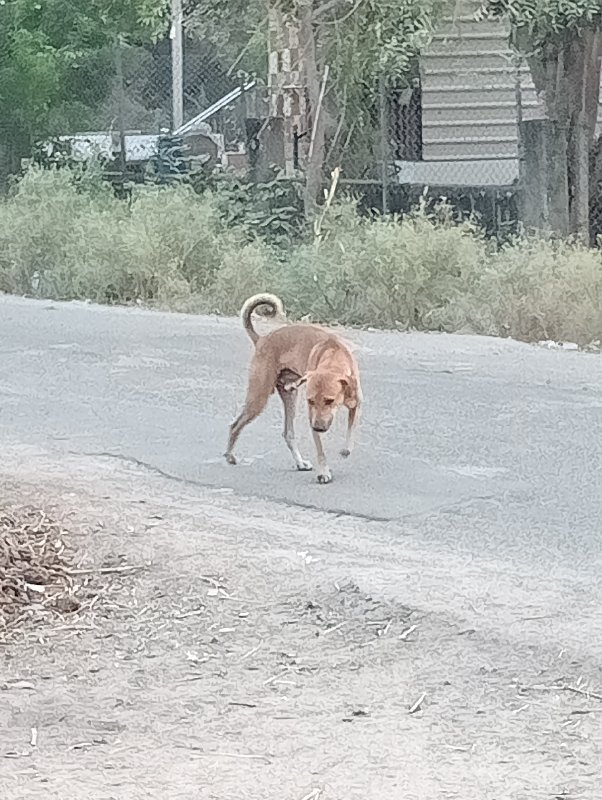 કુતરા નું નામ બ...