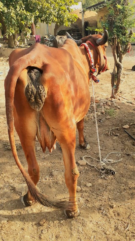 ગાય વેચવાની છે