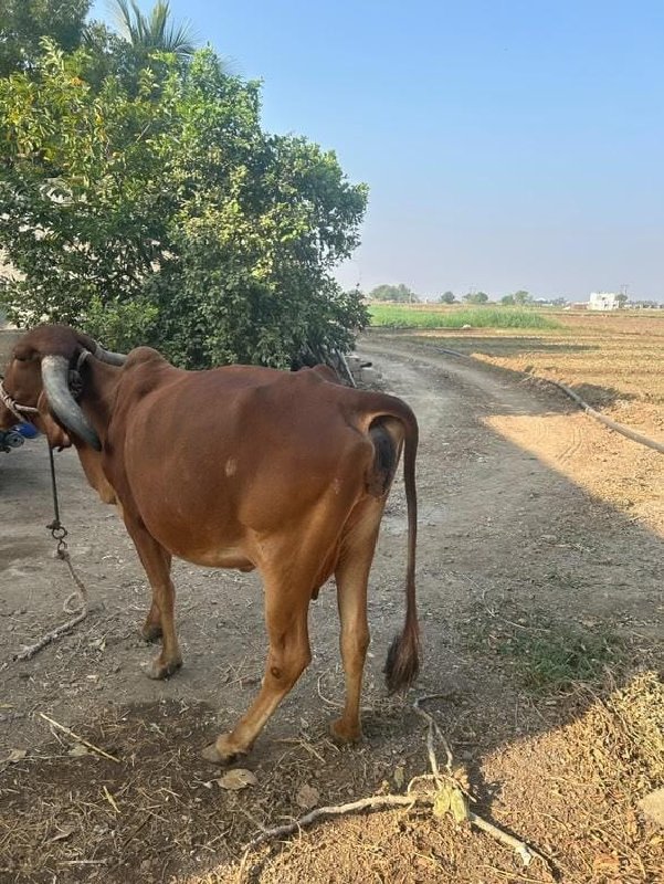 ગીર ગાય વેચવા ન...