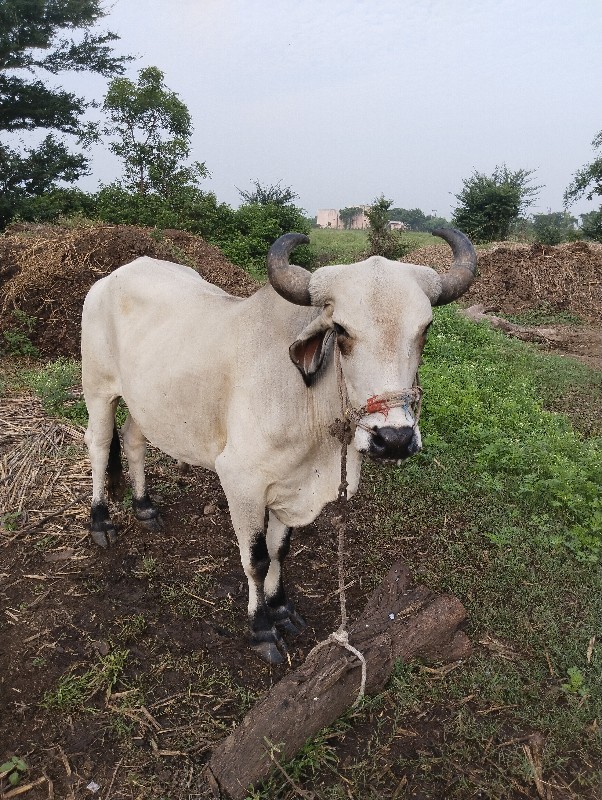 બળદ વેચવાના છે