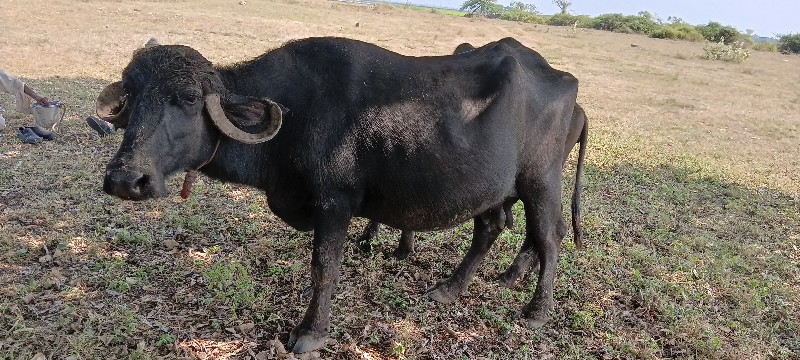 વેસવાની સે