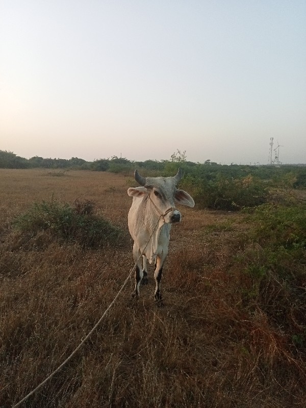 ગોધલા ના સાટા ક...