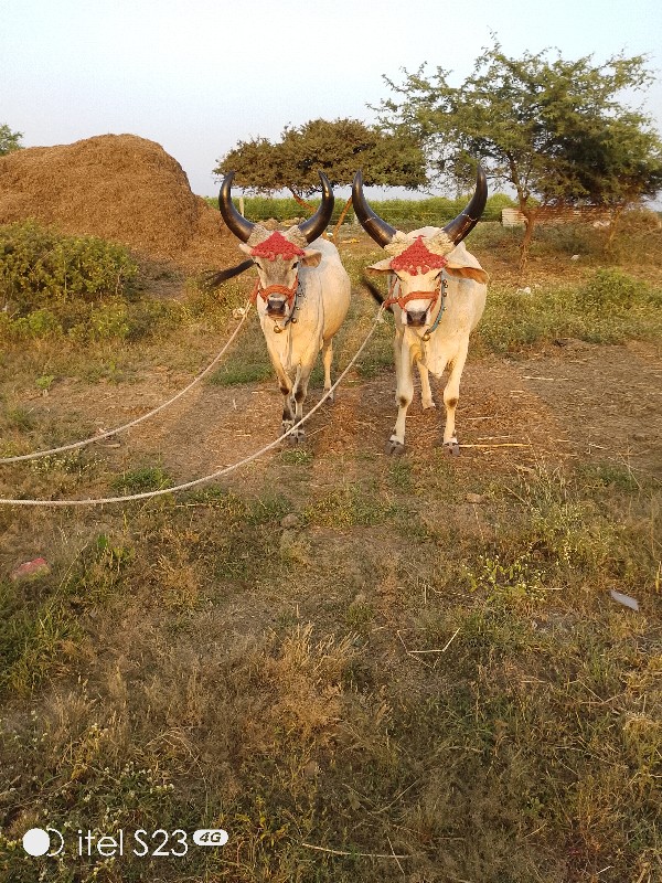 રૂપાવટી