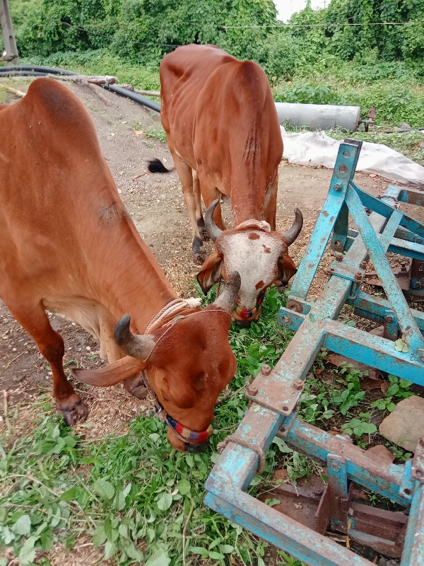 મારવા બેસવાનીજવ...