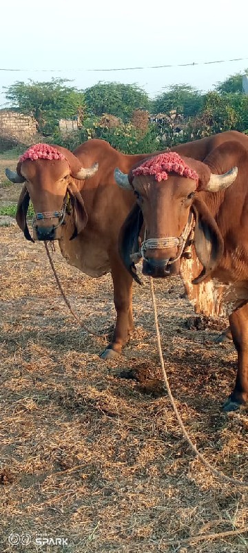 devbhumi Dwarka...