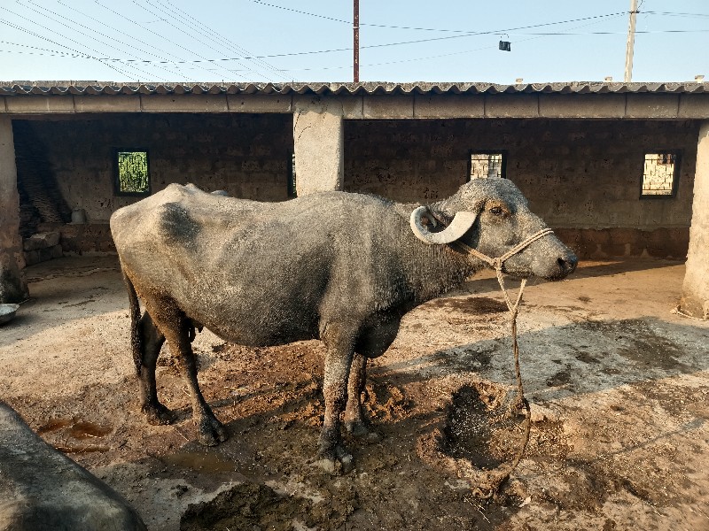 ભેંસ વેચવાની છે