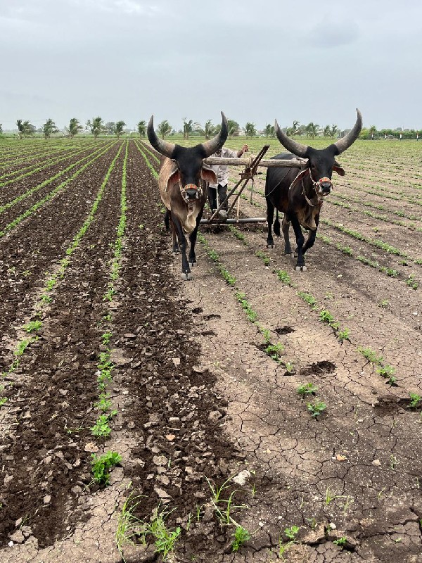 બળદ અને ગાડુ વે...