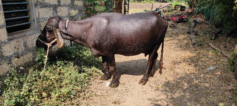 ભેંસ વેસવા ની સ...