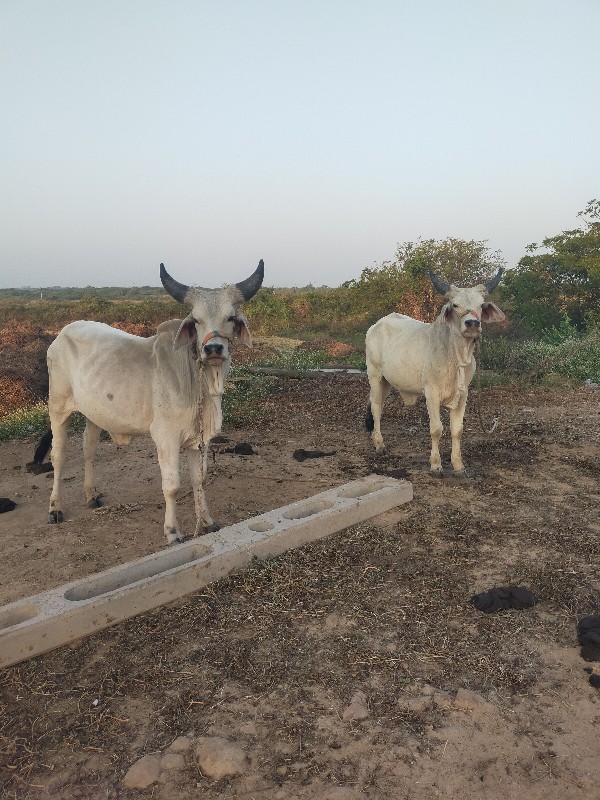 ઘોધલા ના સાટા ક...