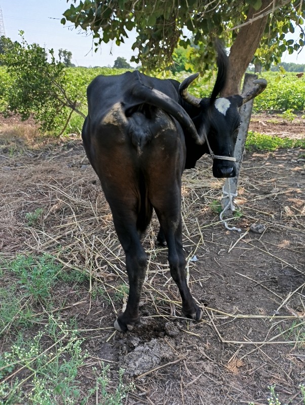 આગલા વેતર મા આટ...