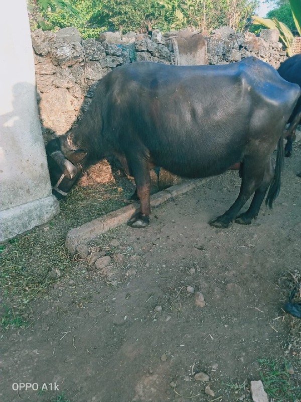 ભેંસ વેચવા ની છ...