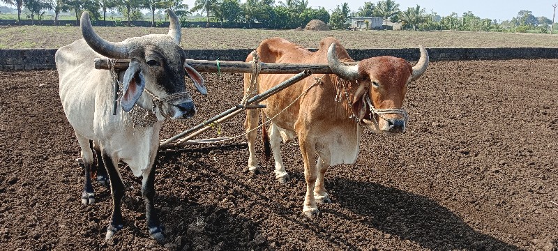 બળદ વેચવાના છે