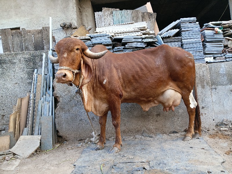 ગીર ગાય